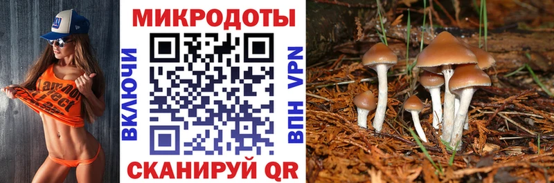 Псилоцибиновые грибы Psilocybe Знаменск